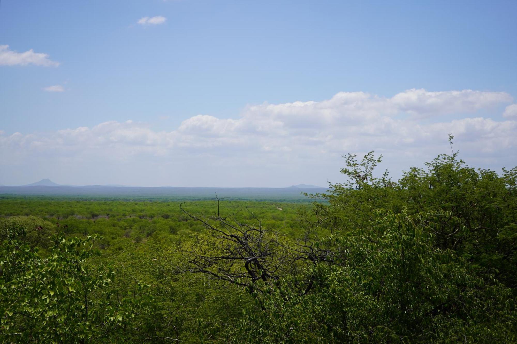 Mopane Bush Lodge Linton Cameră foto